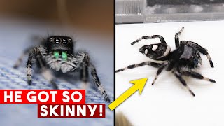 How I Got My Jumping Spider To Gain Weight