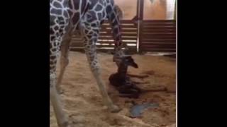 April the giraffe - animal adventure park giraffe cam