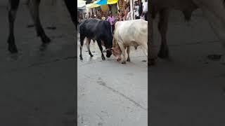 Bilsanda Mein Do Sando Ki Ladai Comments Mein Batao Koun Jeetega