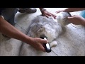 長毛猫メインクーンの毛をバリカンでサマーカットに挑戦 Maine Coon Shaving