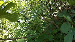 Uploads from Mac Byrum - YouTube