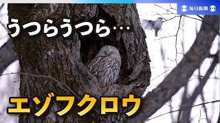 エゾフクロウがうとうと…　森の樹洞の中で愛らしい姿　北海道