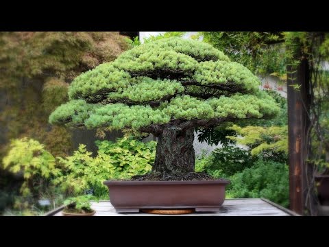 Yamaki Pine Bonsai, the Hiroshima survivor