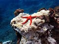 Estrellas de mar y una denominada estrella araña (ofiura), en el mar de Canarias.