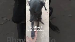 #Small dog, big adventures.This dog won’t hunt (unless it’s #huntingdog