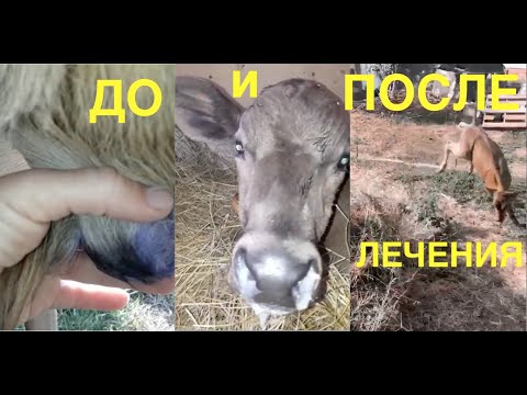 ТРИ БЕДЫ ЗАКУПНЫХ ТЕЛЯТ: ПОНОС, ПНЕВМОНИЯ, ОМФАЛИТ