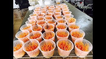 Đông trùng hạ thảo chất lượng cao theo tiêu chuẩn GMP tại việt nam