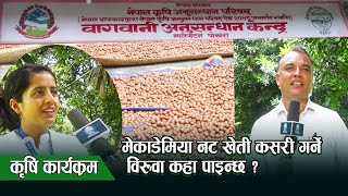 मेकाडेमिया नट खेती कसरी गर्ने विरुवा कहाँ पाइन्छ  /   Mecadamia Nut / Pokhara TV HD