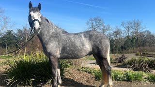 4Yr Old 15.2Hh Connemara Gelding