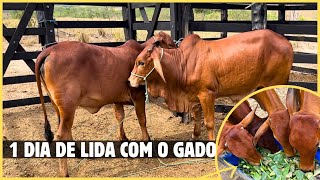 TRATO DO MEU GADO + EMBARQUE DE ANIMAIS VENDIDOS!!