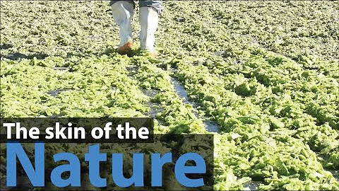 How Vegan Leather Is Made From Cactus