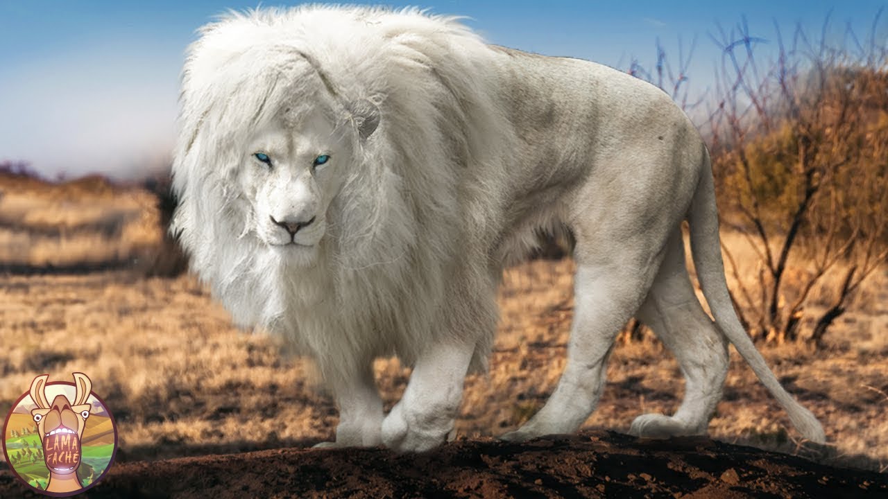 Si Vous Trouvez Ces Animaux Vous Deviendrez Millionnaires !