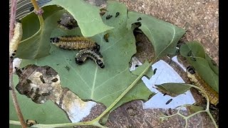 Eucalyptus leaf beetle larve - Marina del Rey by plorks445 227 views 10 days ago 1 minute, 4 seconds