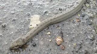 snake (wiper) and welsh terier Rysio by tourniquit 58 views 9 months ago 35 seconds