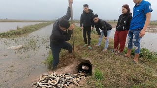 Professional snake catching by a brave hunter