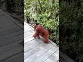 orangutan family...