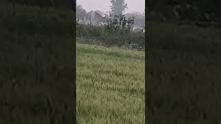खेती#farming #motivation #farmer