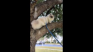 Cat on a Leash - Expectation vs. Reality