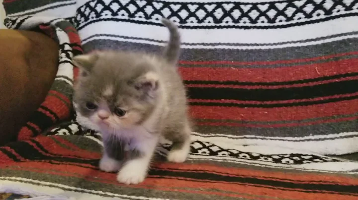 Video 4491371: exotic shorthair baby, calico kitten