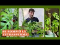 Como reproducir Rhaphidophora tetrasperma, tutorial paso a paso de esquejes.