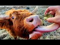Feeding Cattle By Hand (Without Losing a Finger!)