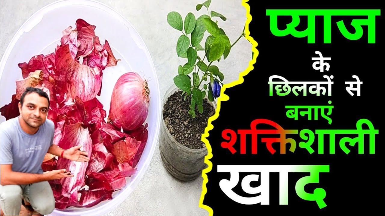 onion peel How to make onion peel liquid fertilizer and pesticide It's