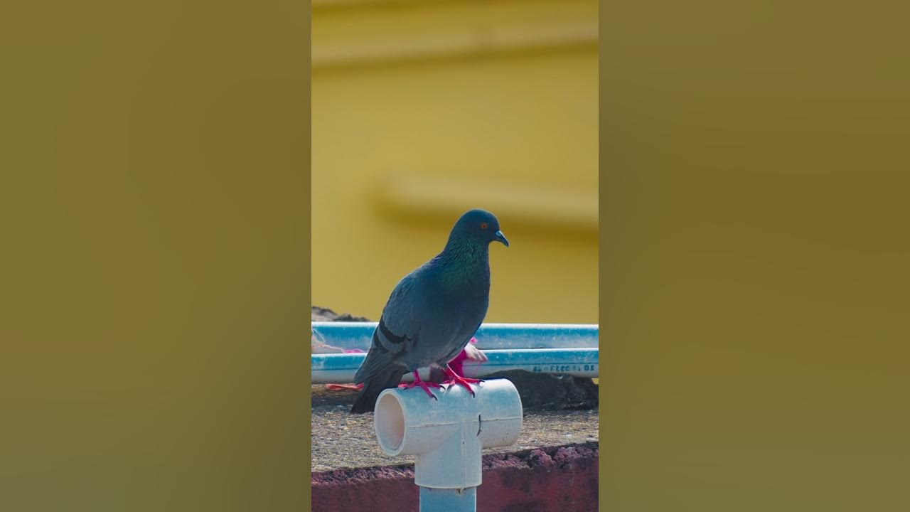 "DSLR Camera Basics for Beginners YouTube