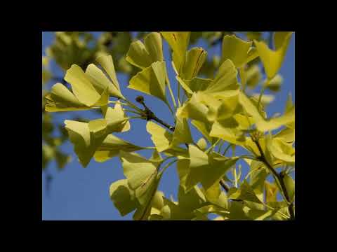 Ginkgo, Heilpflanze