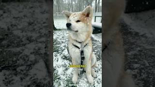Akita Inu Are Cold Climate Dog Breed ❄|#shorts #akitainudog