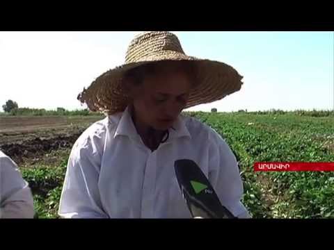 Video: Աճող վարունգ - գյուղատնտեսական տեխնոլոգիայի նրբությունները