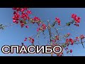 #624 ..спасибо огромнейшее,замечательные люди🌝🙏🏻🌴Дубай-Эмираты.