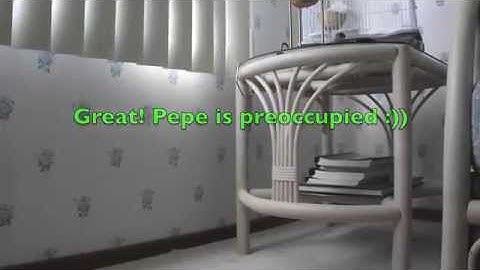 Pepe Caliente - The Feisty Zebra Finch!