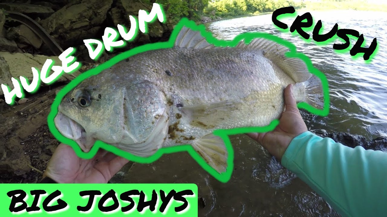 Hocking River Freshwater Drum DESTROY the Big Joshy Swimbaits 