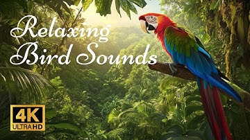 4K 3 hours  Birds Singing - Relaxing Bird Sounds Heal Stress, Anxiety and Depression, Heal The Mind