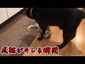 【第73話】子猫の手加減しない攻撃にキレた成猫(面白い&可愛い子猫)