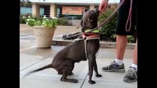 Lorena-Available At The Humane Society Of Missouri