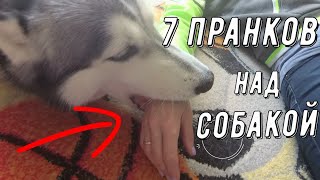 7 ПРАНКОВ над СОБАКОЙ / ПРОВЕРЯЕМ НИКОЮ😱