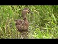 Patos bebes, crias de pato Primavera 2022 Printemps bébés canards ( 3 de 4 )