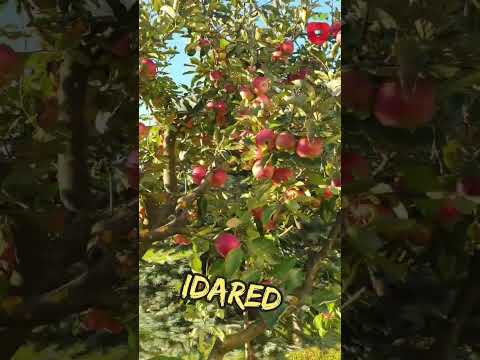 Video: Čo je to Idared Apple: Sprievodca Idared starostlivosťou a požiadavkami na pestovanie
