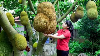 How to Harvest Jack fruit, Goes To The Market Sell  Harvesting and Cooking | Tieu Vy Daily Life