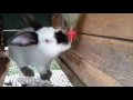 DIY - Поилки для кроликов своими руками