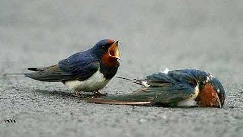 Jeeveswara Nee Pirinjaal Jeevippathengane Njan..!!(Mini Anand)
