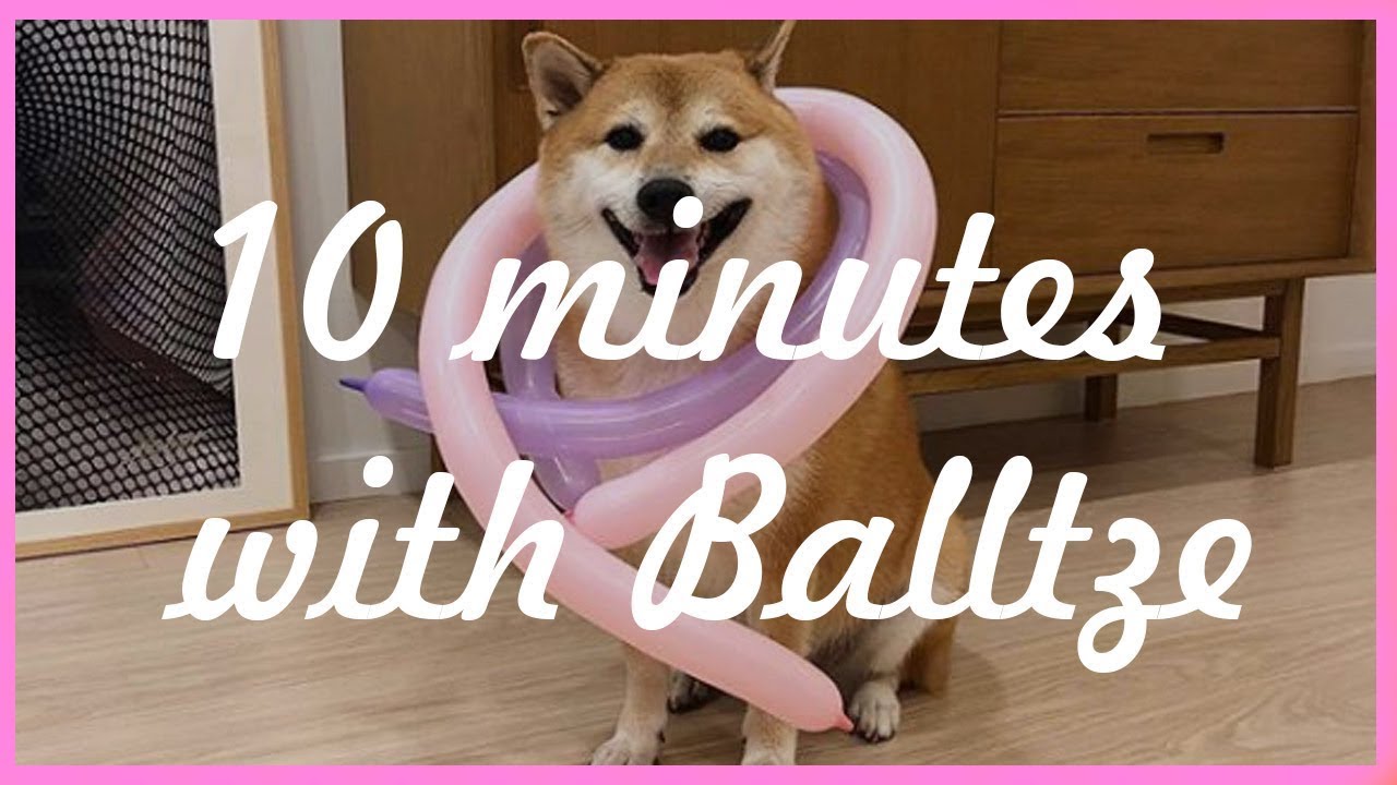 Balltze, the Shiba Inu dog also known as Cheems  [FOREVER ALIVE IN OUR HEARTS]