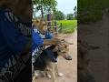Best Video Of SokYaa OG To To And Mom Are Famous Amazing Shorts Best Video Of SokYaa OG To To And Mom Are Famous Amazing Shorts