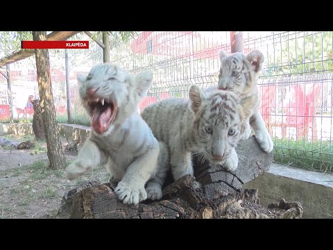 Video: Kur Gyvena Baltieji Tigrai?