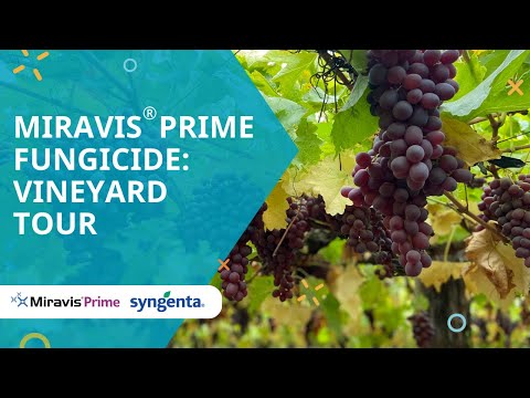 Miravis® Prime Fungicide: Vineyard Tour