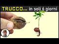 FAI NASCERE UNA NOCE IN 6 giorni, trucco della noce spaccata, planta de nuez, walnut plant