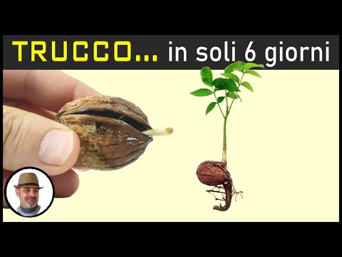 Video: Come piantare le castagne di noci sul tuo appezzamento?