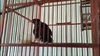 JALAK KEBO GACOR ISIAN KENARI BIKIN NGILER