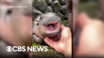 Baby hippo Moo Deng draws a crowd